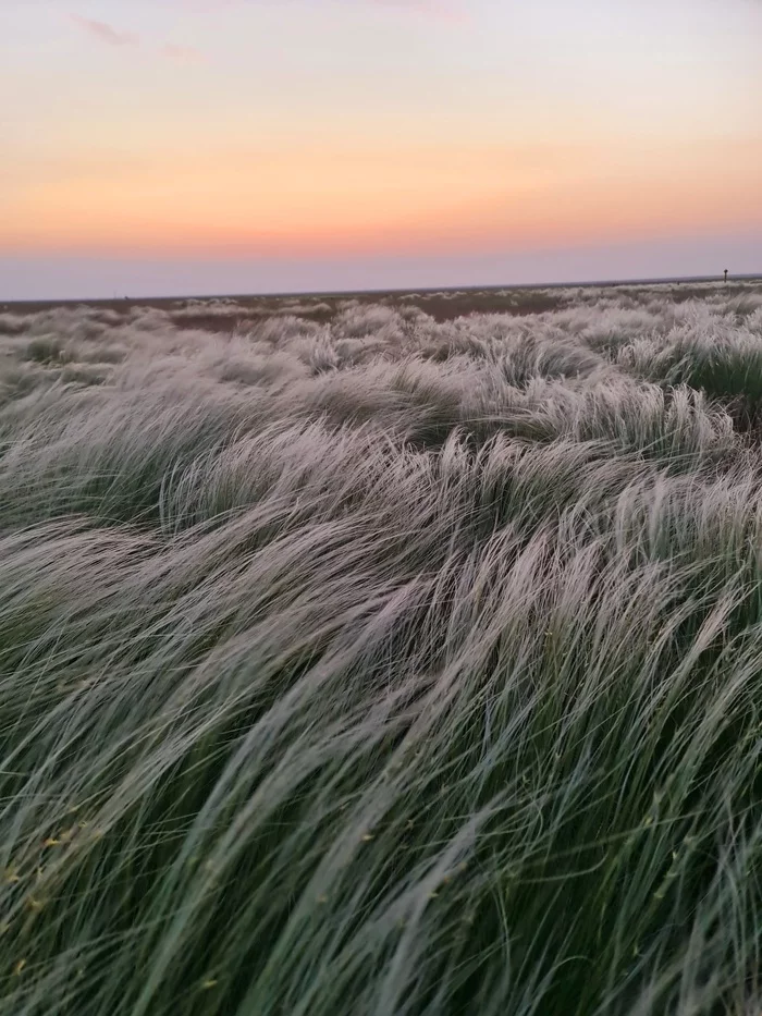 It's hard to be objective, but... - My, Travel across Russia, Feather grass, Steppe, 4x4, Nissan, Kalmykia