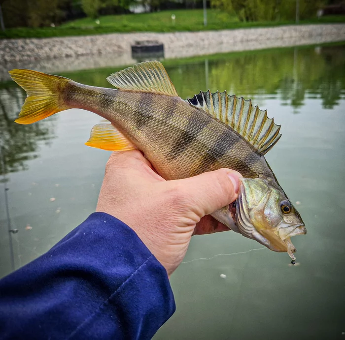 Mormyshing on the city pond. - My, Fishing, Mormyshka, Spinning, Street phishing, Microjig, Perch, Carp, Video, Youtube, Longpost, Video blog