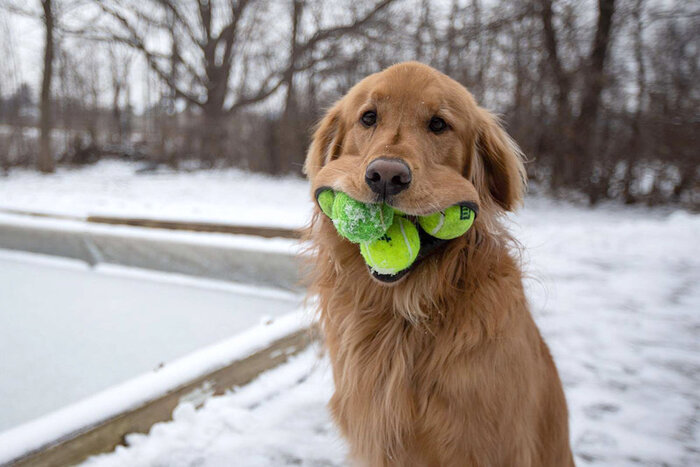 Вопросы о голден ретриверах, Москва (Мытищи)
