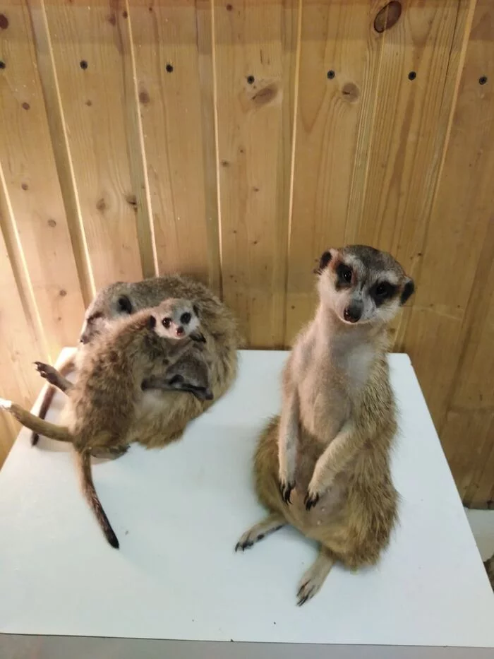 Meerkats (Chelyabinsk) - My, Meerkat, Contact zoo, Chelyabinsk