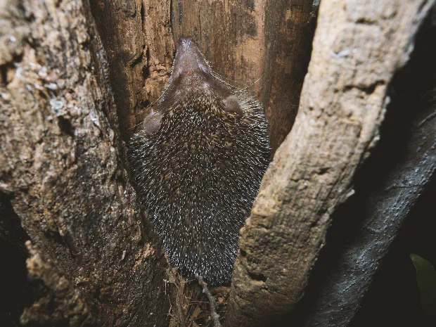 Hedgehog tenrec: Hedgehog, which crawls through the trees, lives in Madagascar and is related to the elephant. - Hedgehog, Animals, Animal book, Yandex Zen, Longpost