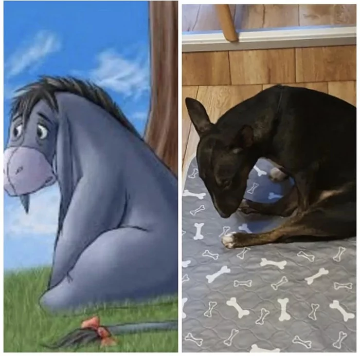 There are questions about the origin - My, MiniBul terrier, Dog, Donkey Eeyore, Tyrannosaurus