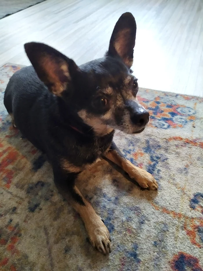 News from Pixel after 4 months - My, Dog, Toy Terrier, Longpost