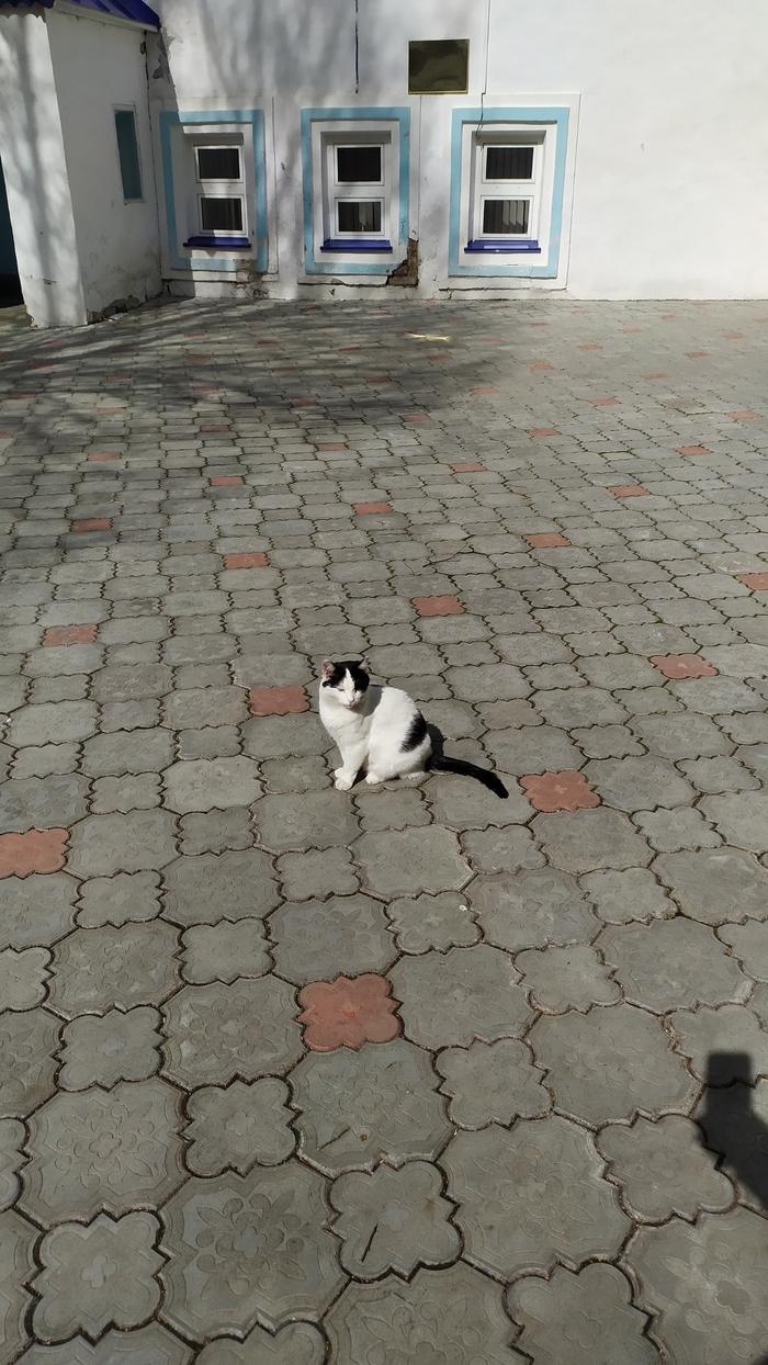 Казанских котов пост.Были в монастыре, вот такие тут котомонахи) Казань, Кот, Отпуск, Монастырь, Длиннопост