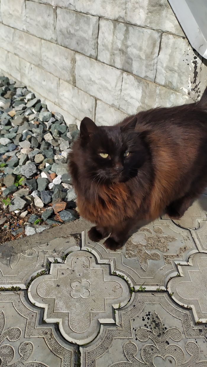 Казанских котов пост.Были в монастыре, вот такие тут котомонахи) Казань, Кот, Отпуск, Монастырь, Длиннопост