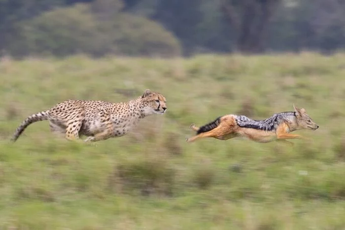 catch-up - Rare view, Cheetah, Small cats, Cat family, Jackal, Canines, Predatory animals, Wild animals, wildlife, Kenya, Africa, The photo, Погоня