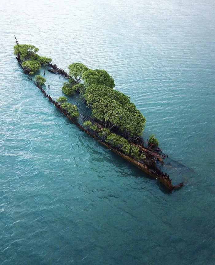 Mangrove tree growing on an abandoned ship - Ship, Sunken ships, Tree, Nature