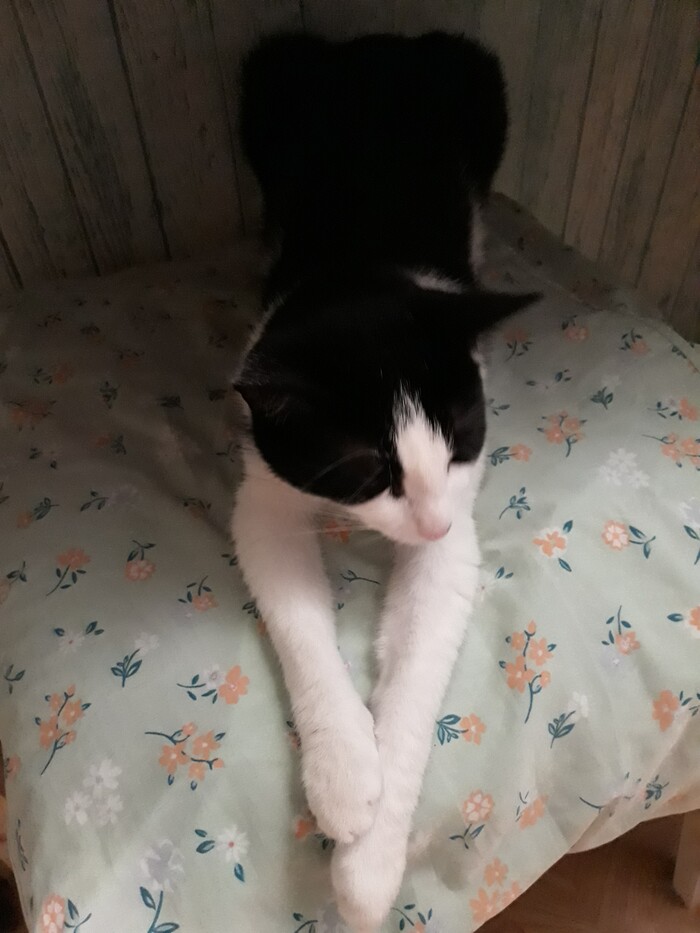 Как обезопасить котов?