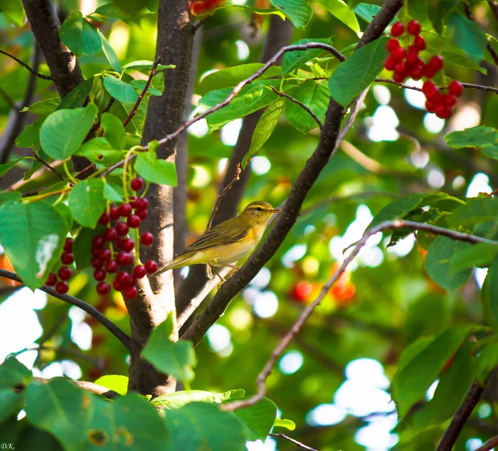 Chiffchaff in bird cherry - My, The photo, Nature, Birds, The nature of Russia, Ornithology, Warbler