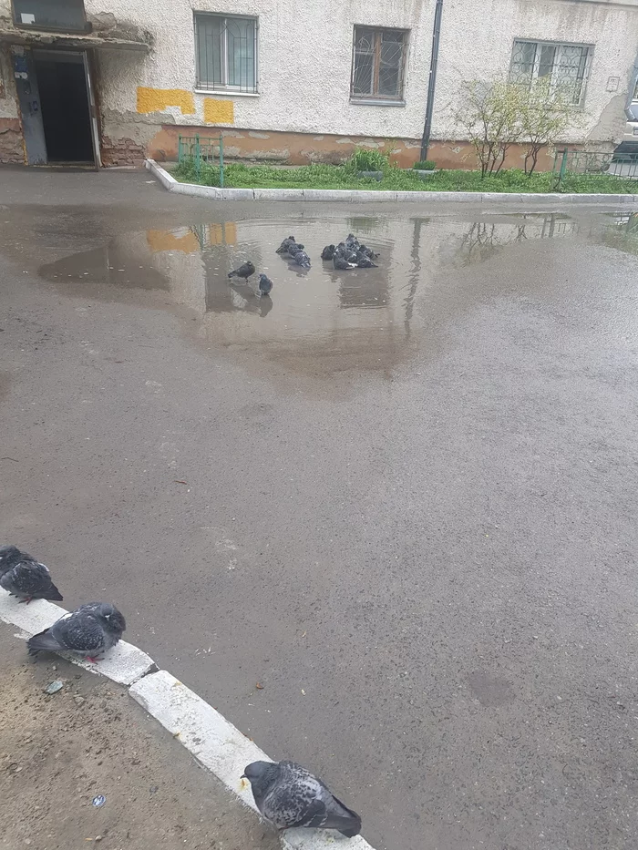 Pigeons in a puddle - My, Pigeon, Animals, Rain
