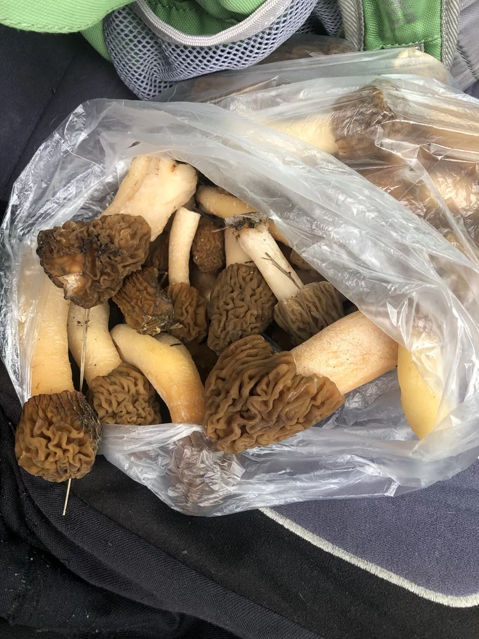 Season is open. - My, Mushrooms, Plants, Morels