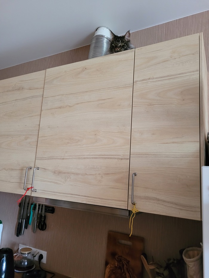 Когда очень боишься пылесоса