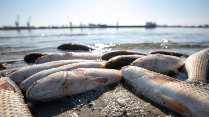 Evgeny Vitishko: Kuban plant for the production of fatty acids provoked a massive fish kill in the Ponura River - Negative, Ecology, Eco-city, Media and press, Краснодарский Край, Vitishko, Video, Youtube, Longpost