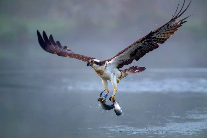 One fish is good, but two is better - Osprey, Fishing, A fish, Great Britain, Predator birds, Birds, The photo, Around the world, wildlife, Longpost
