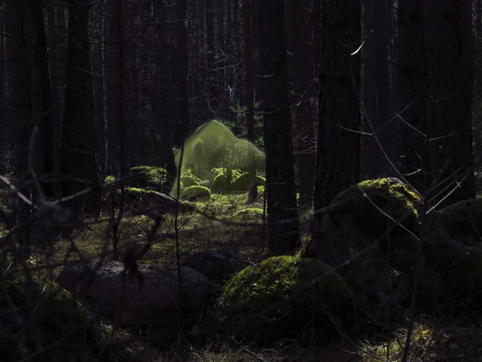 Wood to the right, wood to the left... - My, The photo, Photoshop, Art, Drawing, Digital drawing, Forest Spirits, Animals, Forest, Nature, Magic