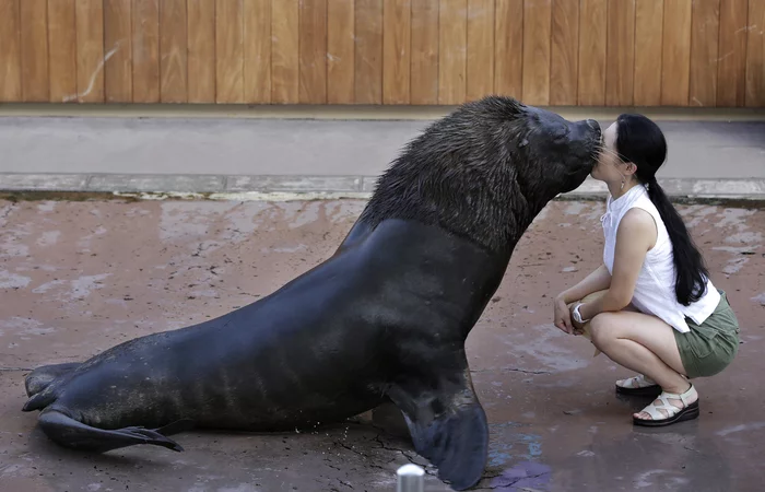 Find yourself a man (crossed out) And if this is love? - Walruses, Girls, Kiss, Japan, The photo, Asian, Animals