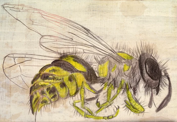 Wasp - My, Drawing, Painting, Wasp