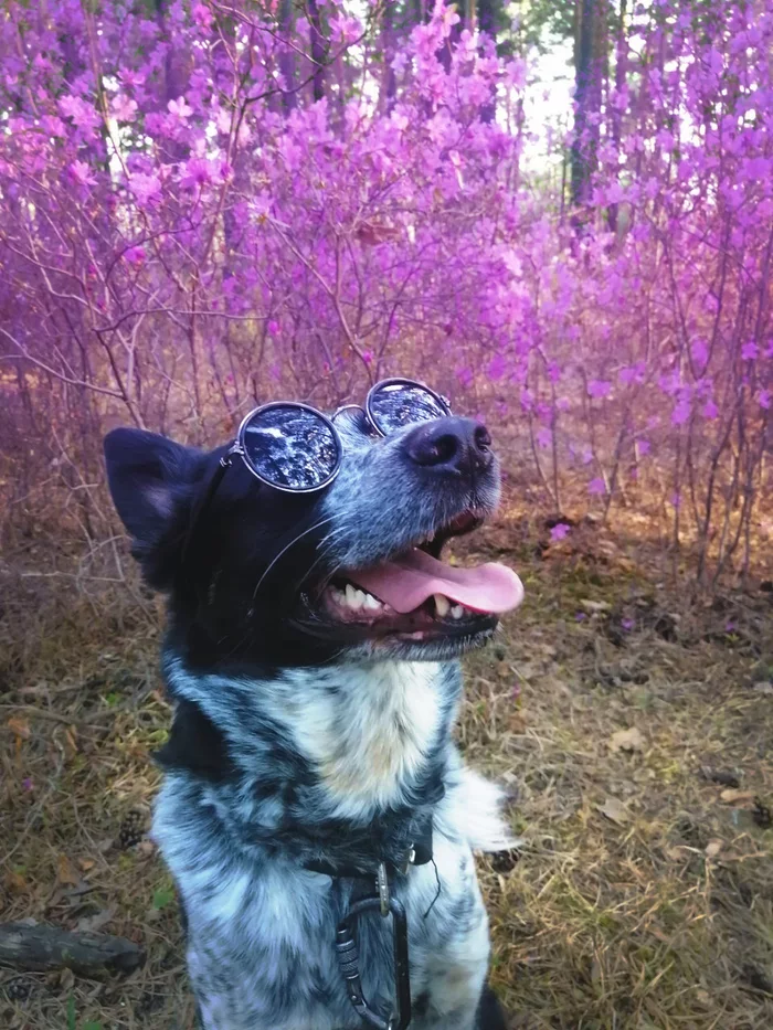 Ledum bloomed in Transbaikalia - The photo, Dog, Bagulnik, Transbaikalia, Nature, Bloom