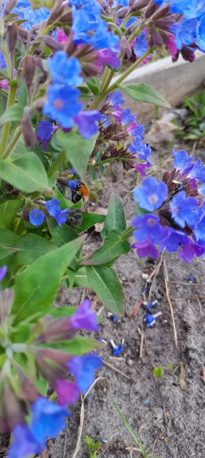 Just a bum :) - My, Bumblebee, Flowers, Nature, Mobile photography, Longpost