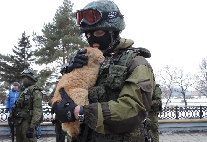 Cat #11 - cat, Military, Milota, Animal Rescue, Politics, Animal protection
