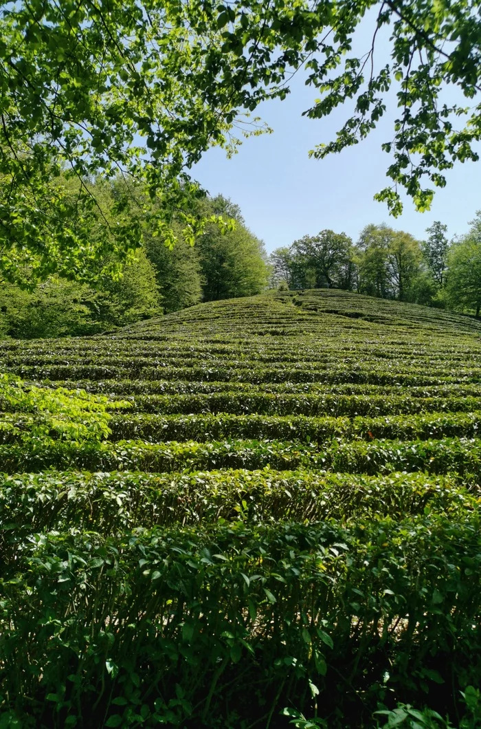 Tea plantation Matsesta, Sochi - My, Sochi, Travels, Tea, Matsesta, Longpost