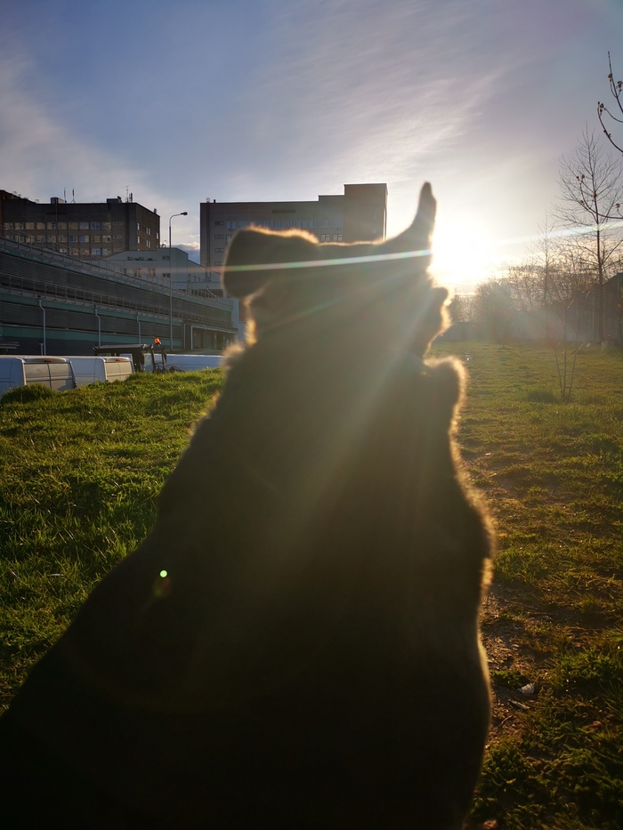В ожидании лета... Собака, Мобильная фотография