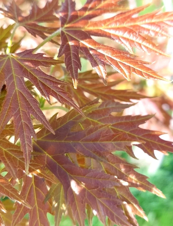 Spring - My, Spring, Leaves, Longpost, Nature, Beautiful