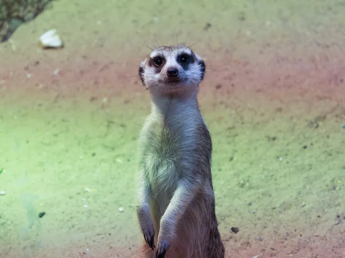 friendly meerkat - My, Animals, Meerkat, The photo