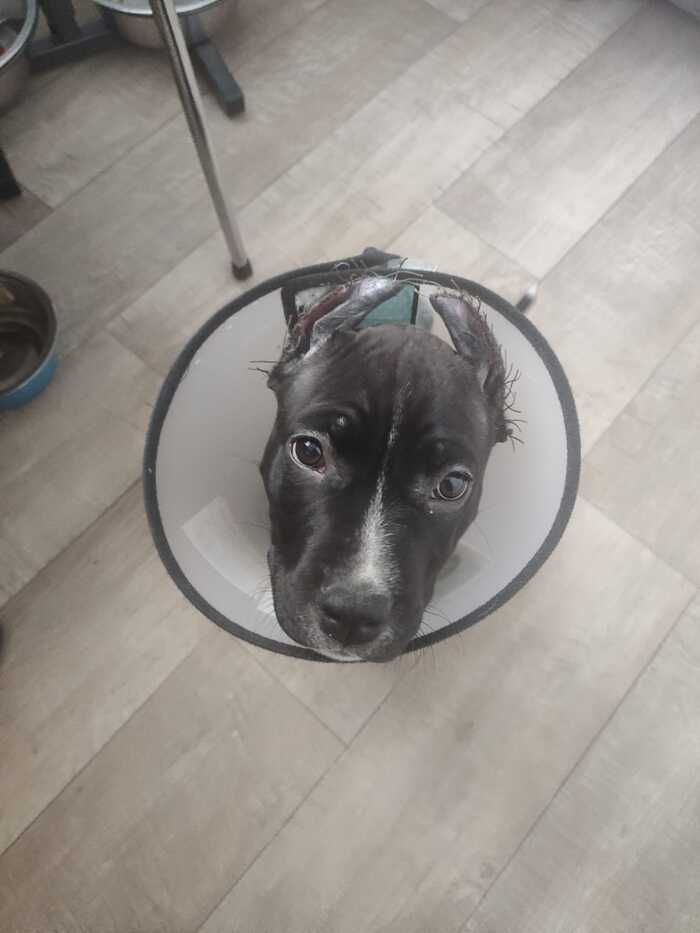 dog lamp - My, Pets, Dog, Amstaff, Puppy eyes