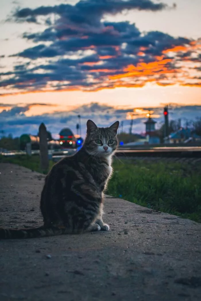 evening cat - cat, Valdai, Fuck aesthetics