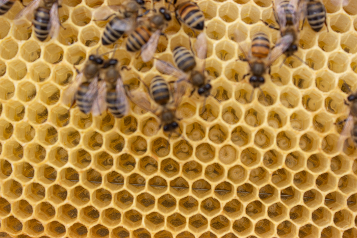 открытый расплод пчел насекомые, природа, пасека, пчелы, пчеловодство