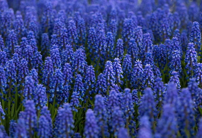 Blue-blue sea of ??Zaryadye - My, Zaryadye, Muscari, Flowers, beauty of nature, Moscow, Longpost