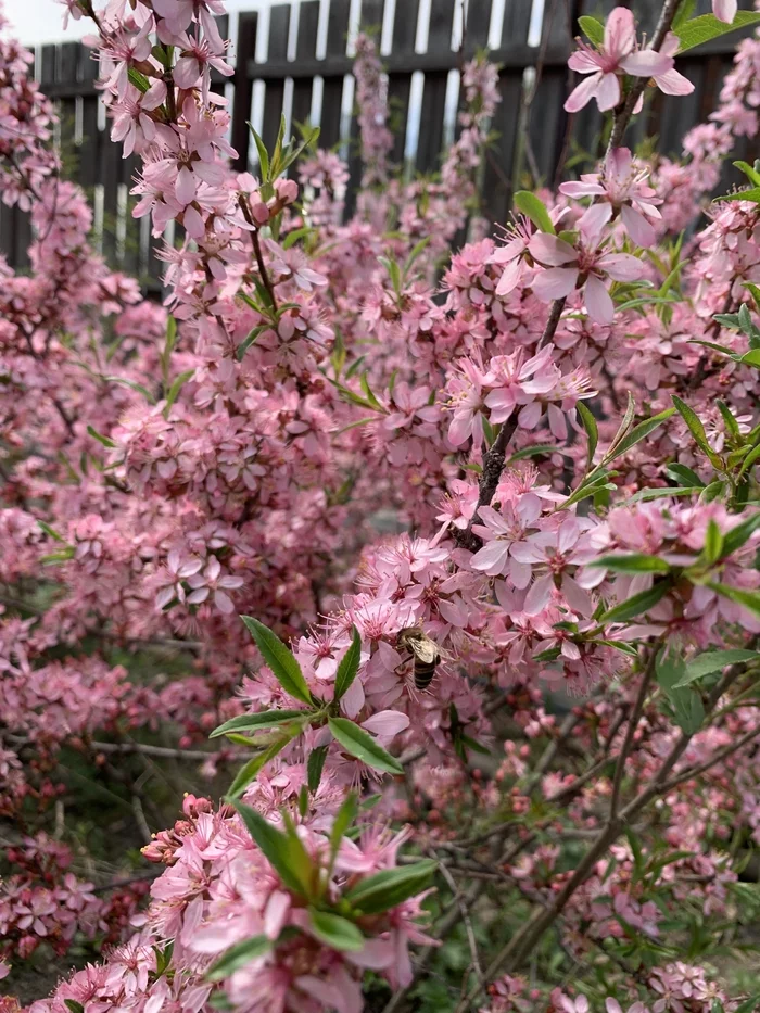 Work - My, Mobile photography, Bees, Flowers