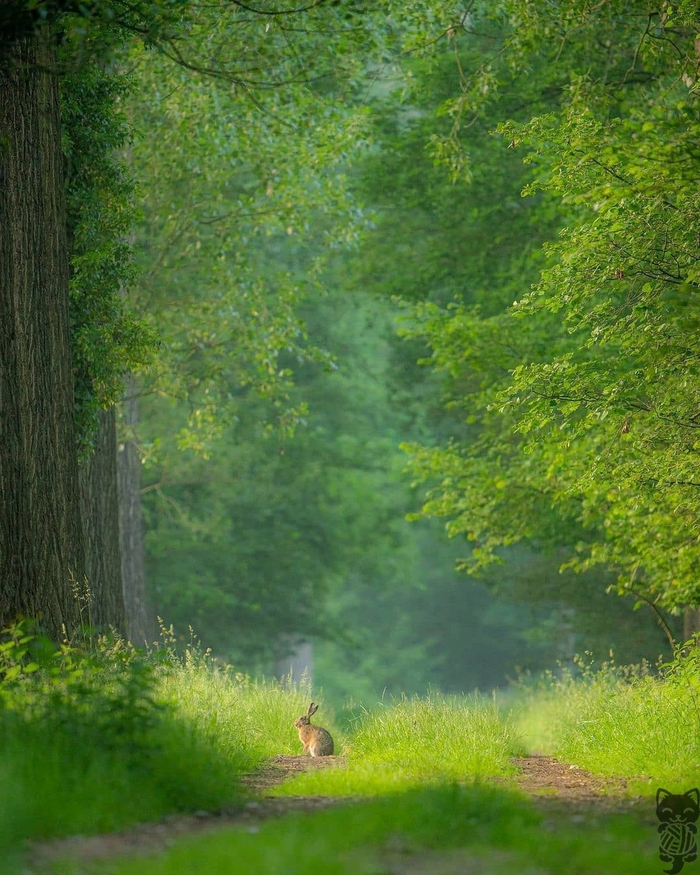 Заяц в зелени Заяц, Природа, Зелень, Красота природы