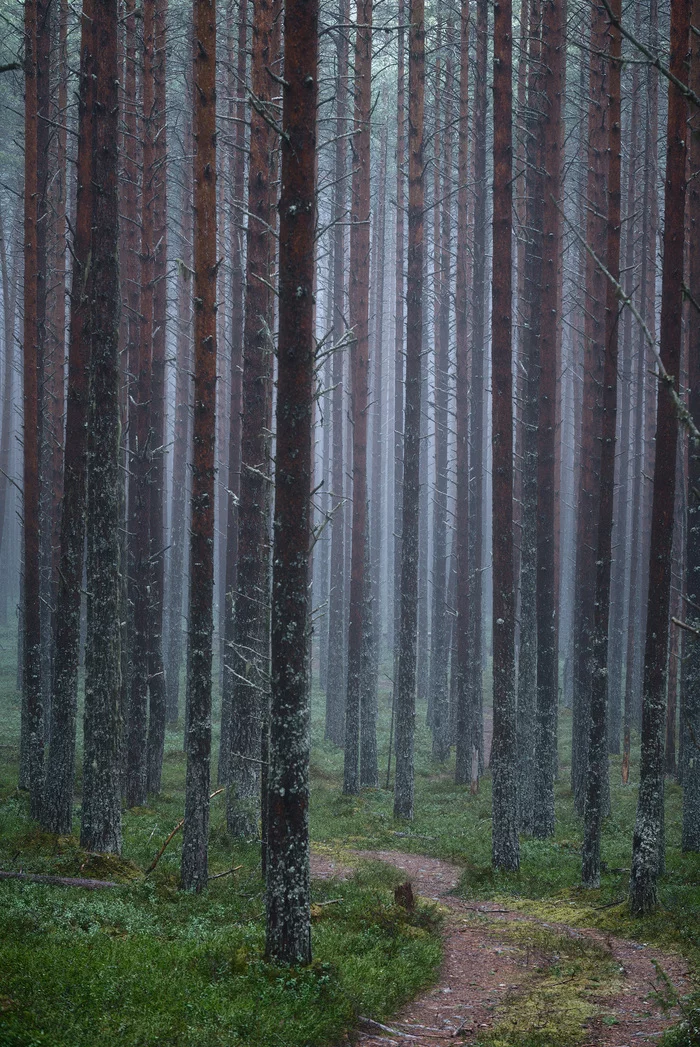About the foggy forest - My, Landscape, Travel across Russia, Fog, Карелия, Pinery, Forest