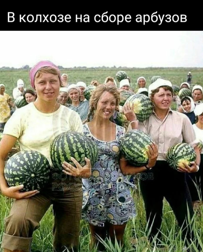 Collection of watermelons - The photo, Picture with text, Old photo, the USSR, Сельское хозяйство, Village, Village, Collective farm