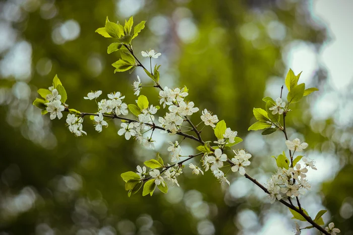Blooming cherry - My, The photo, Nature, Cherry, Flowers, Spring, Bokeh, Zenith, Photographer, The park, Canon, beauty of nature, Just, Leaves