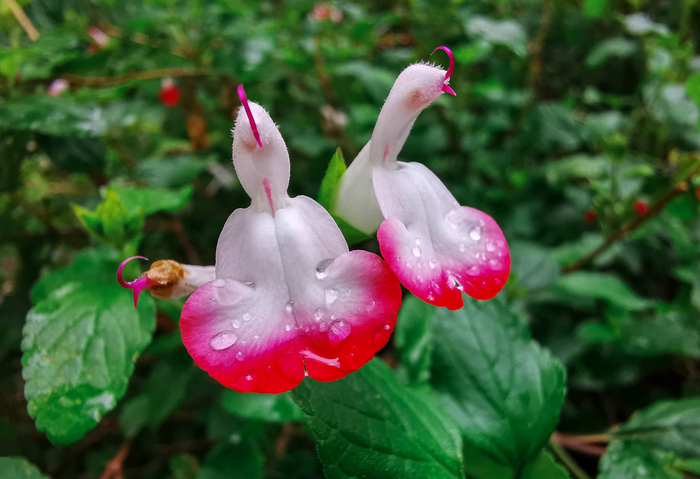 Пасмурный день с Huawei P30 Pro Фотография, Мобильная фотография, Природа, Парк, Город, Huawei, Huawei P30 PRO, Длиннопост