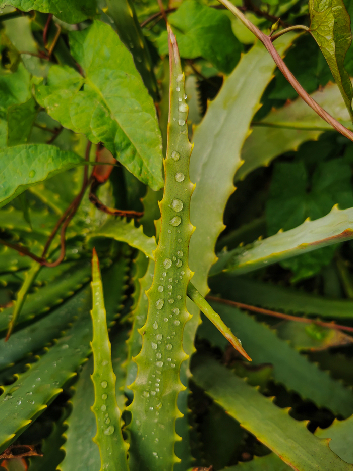 Пасмурный день с Huawei P30 Pro Фотография, Мобильная фотография, Природа, Парк, Город, Huawei, Huawei P30 PRO, Длиннопост