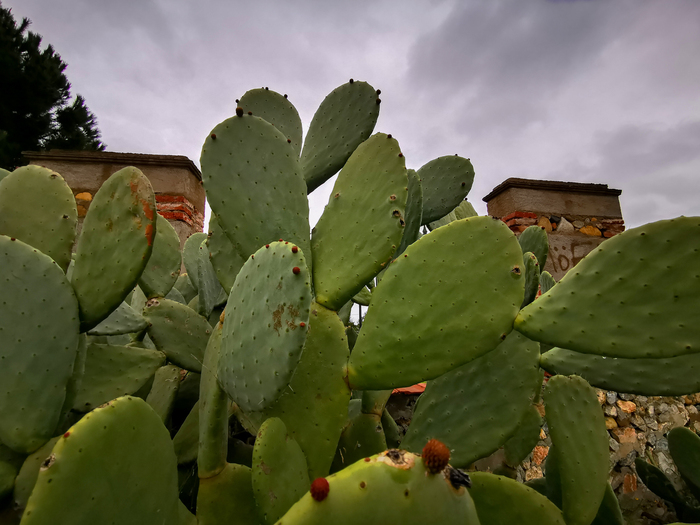 Пасмурный день с Huawei P30 Pro Фотография, Мобильная фотография, Природа, Парк, Город, Huawei, Huawei P30 PRO, Длиннопост