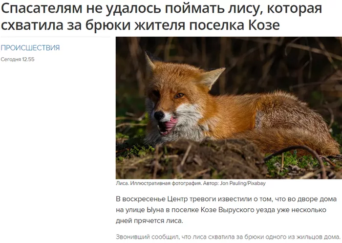 Meanwhile in Estonia... - My, Estonia, Fox, Shock, Sensation, Without registration and SMS