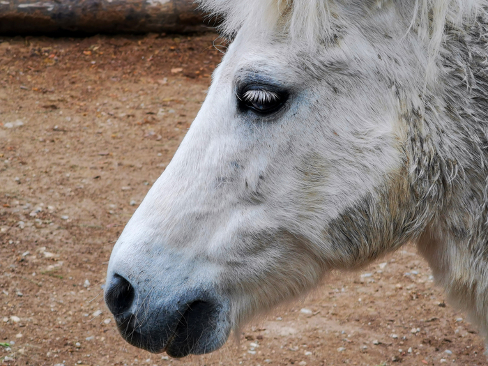 Пасмурный день с Huawei P30 Pro Фотография, Мобильная фотография, Природа, Парк, Город, Huawei, Huawei P30 PRO, Длиннопост