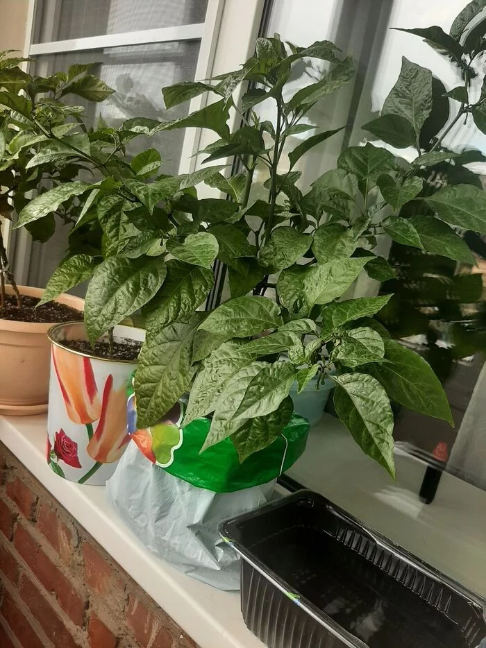 Is it worth it to cross over? - My, Hot peppers, Growing, What to do, Bloom, Trinidad, Longpost
