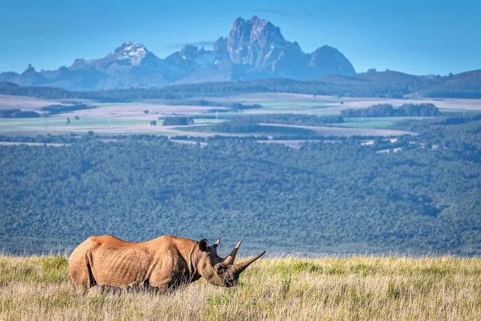 Black rhinoceros on the background of the Kenyan mountains - Endangered species, Rhinoceros, Odd-toed ungulates, Wild animals, wildlife, Reserves and sanctuaries, Kenya, The mountains, Africa, The photo