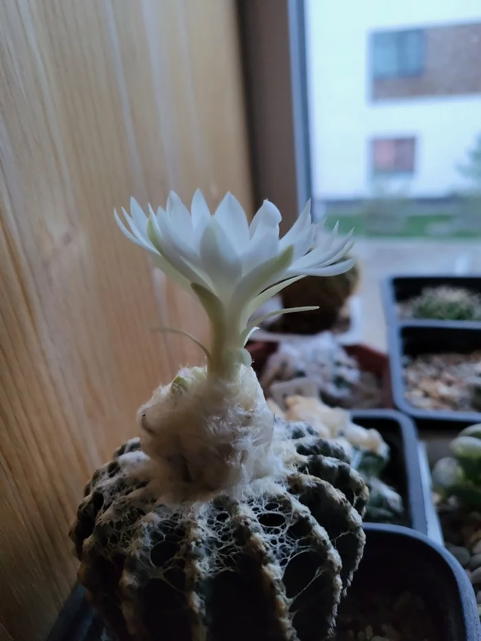 cactus bloomed - My, Cactus, Bloom, Longpost, Houseplants, Blooming cacti