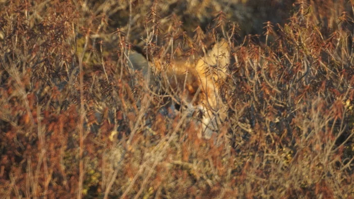 I'm watching you - My, Fox, Redheads, Animals, The photo, MTO-1000, Sony, Nature, YaNAO