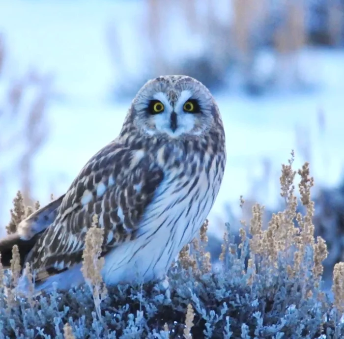 Beauty owl - The photo, Birds, Predator birds, Owl, Swamp owl