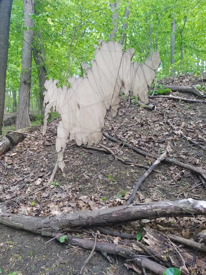 Does anyone know what this is - My, What's this?, Forest, Oddities, Longpost