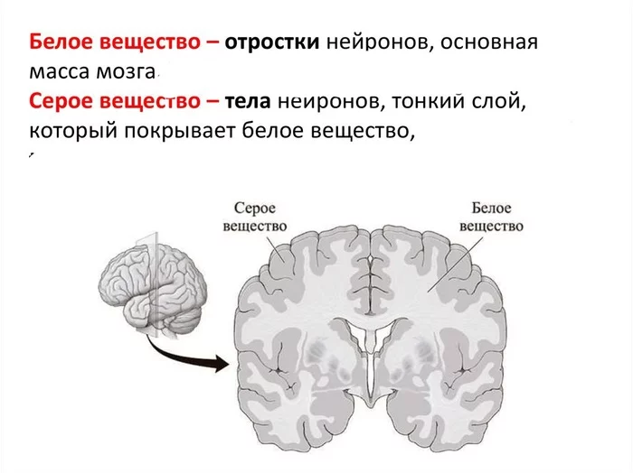 Эстетика Анатомии |7| Голова и шея. Серое вещество мозга - Моё, Анатомия, Мозг, Медицина, Кратко, Информация, Волокна, Цнс, Структура, Серое вещество