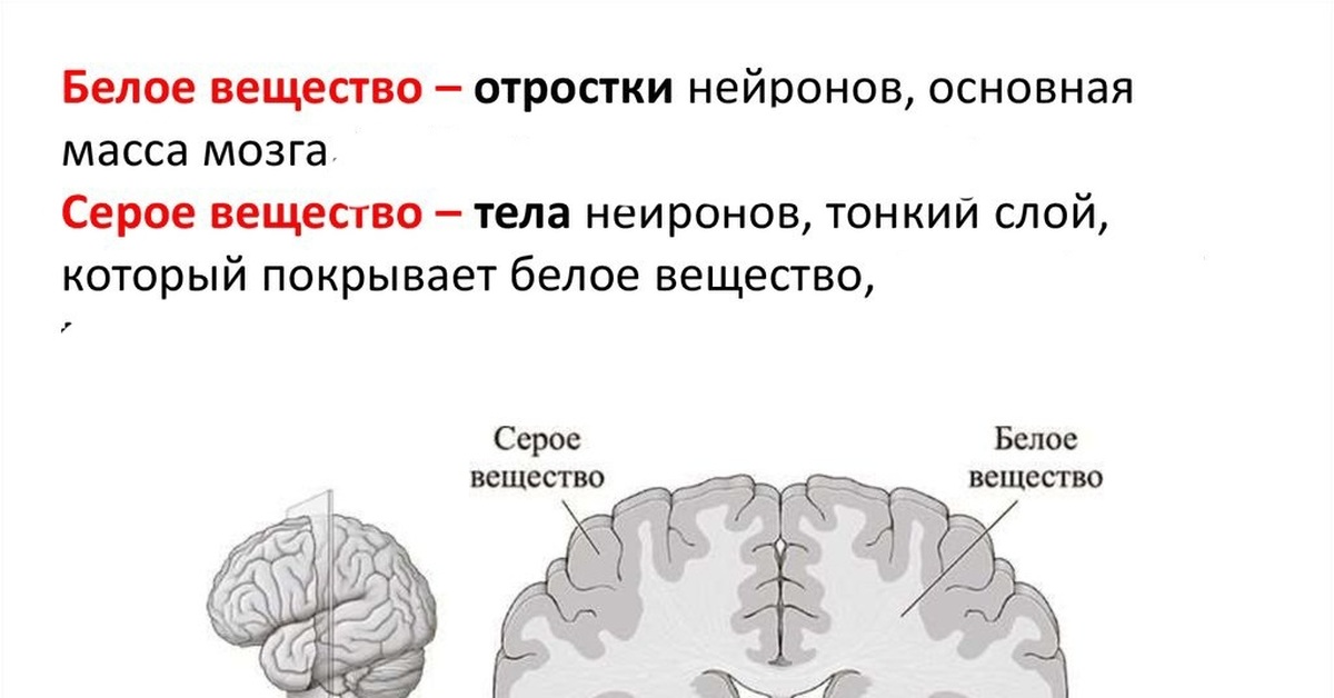 Корой состоящей из серого вещества покрыты